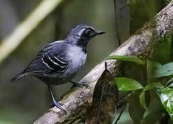 Black-faced Antbird