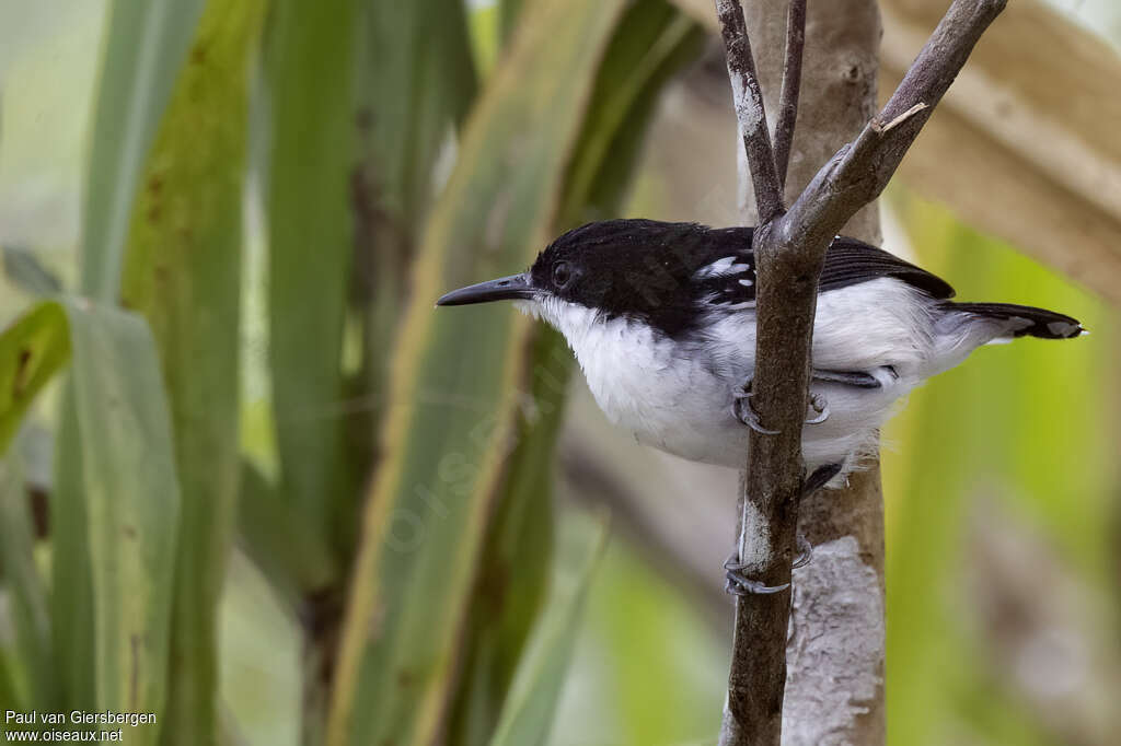Black-and-white Antbird male adult