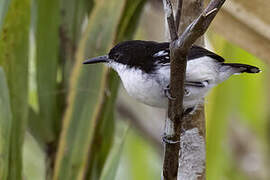 Black-and-white Antbird