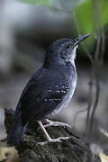 Silvered Antbird