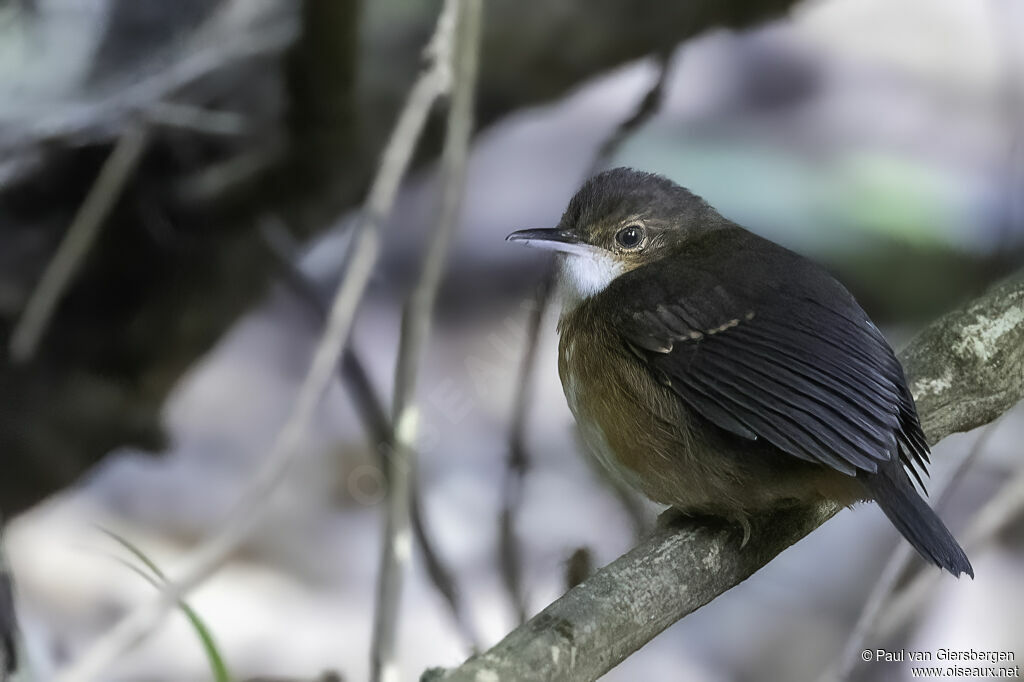 Silvered Antbird female adult