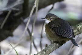 Silvered Antbird