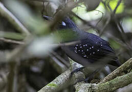 Plumbeous Antbird