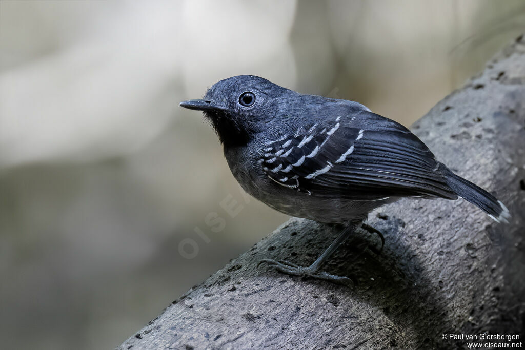 Band-tailed Antbird male adult