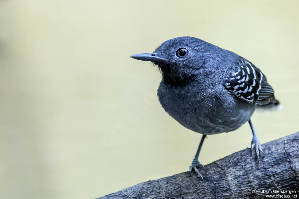 Band-tailed Antbird male adult