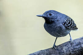 Band-tailed Antbird