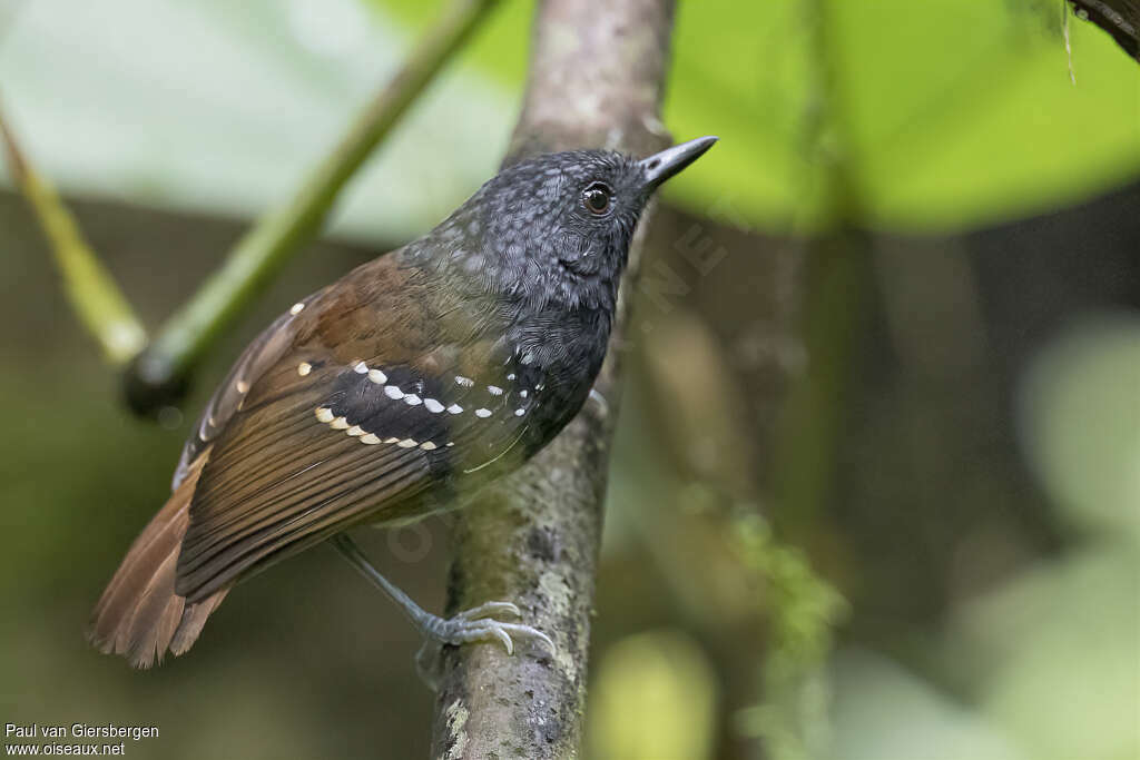 Southern Chestnut-tailed Antbird male adult, identification