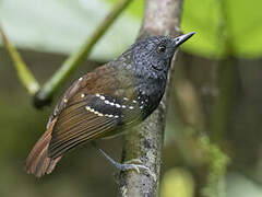 Southern Chestnut-tailed Antbird