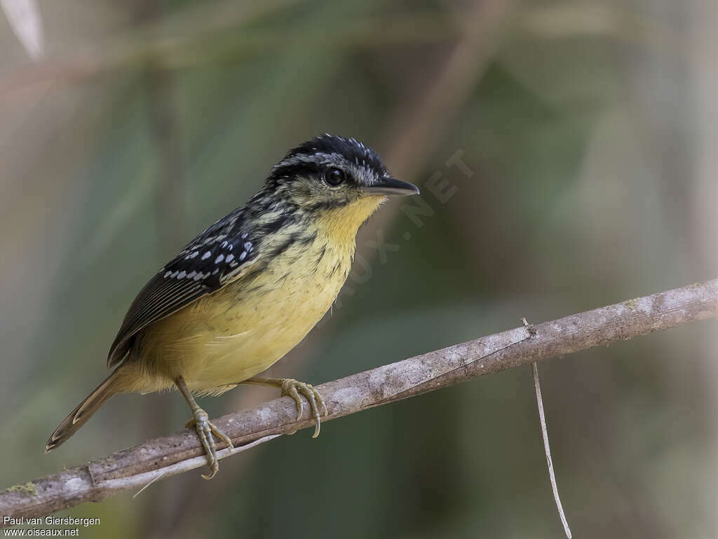 Yellow-breasted Warbling Antbird male adult, identification