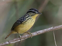 Yellow-breasted Warbling Antbird