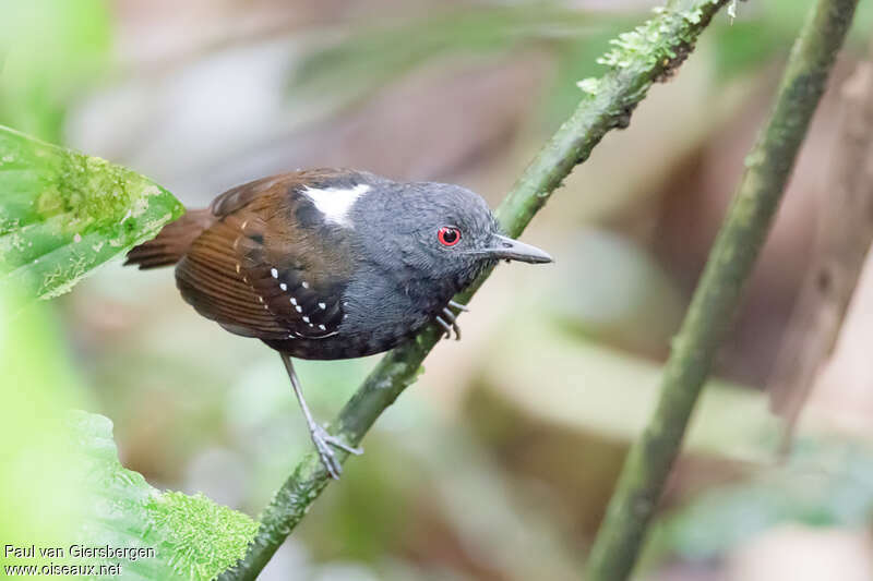 Dull-mantled Antbird male adult, identification