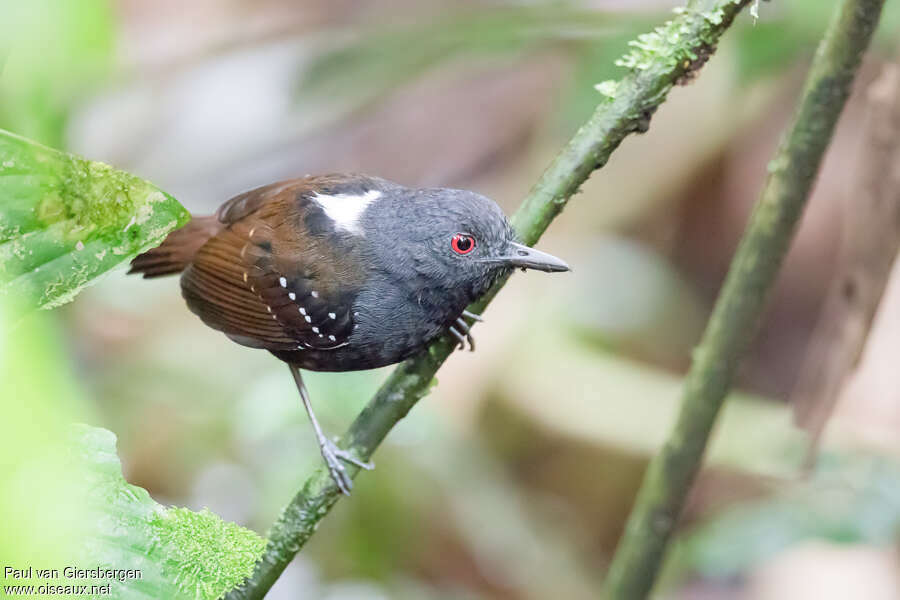 Dull-mantled Antbird male adult, identification