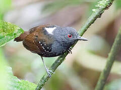 Dull-mantled Antbird