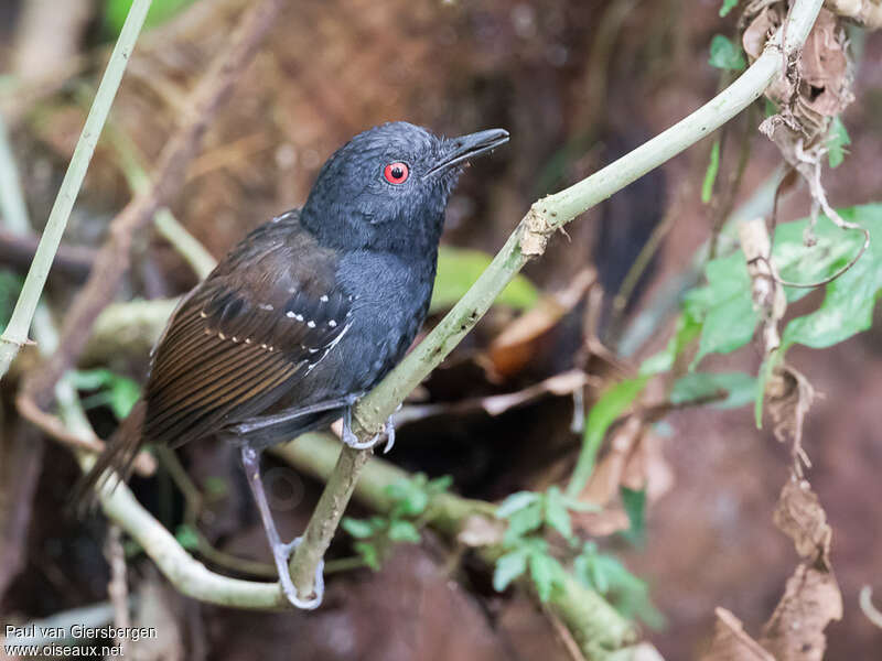 Dull-mantled Antbird male adult, identification