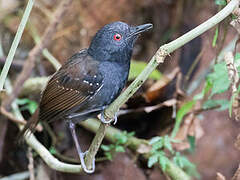 Dull-mantled Antbird