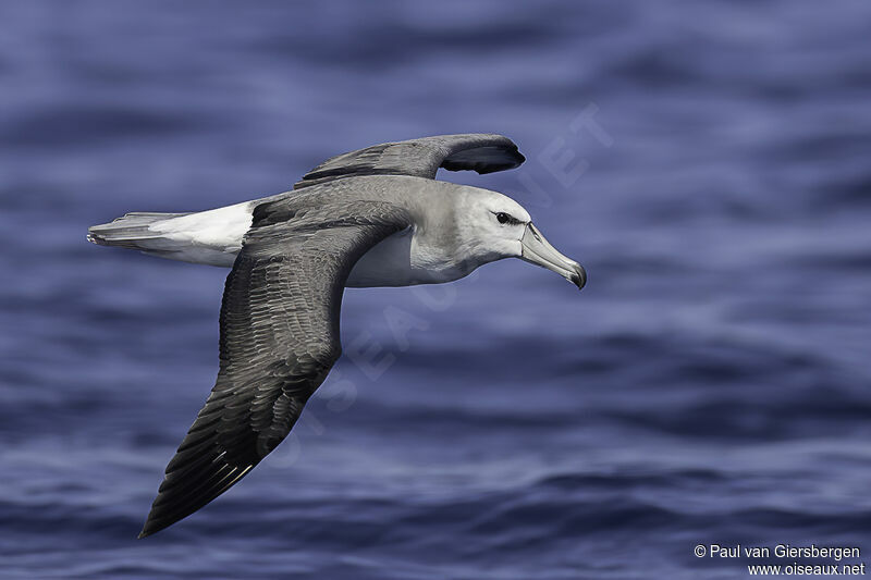 Shy Albatrossimmature