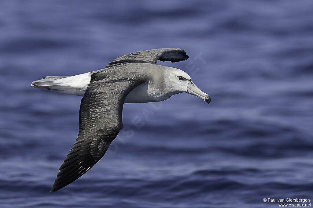 Albatros à cape blancheimmature