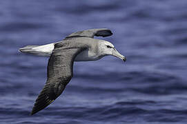 Shy Albatross