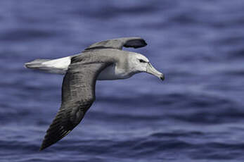 Albatros à cape blanche