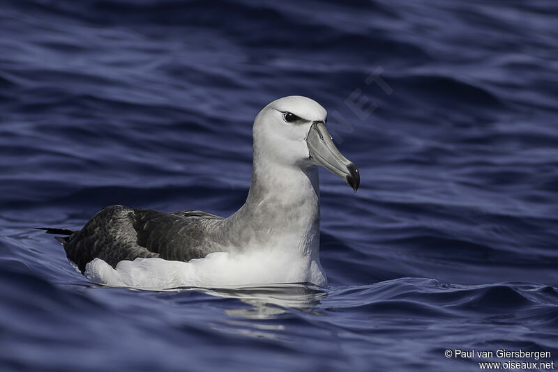 Albatros à cape blancheimmature