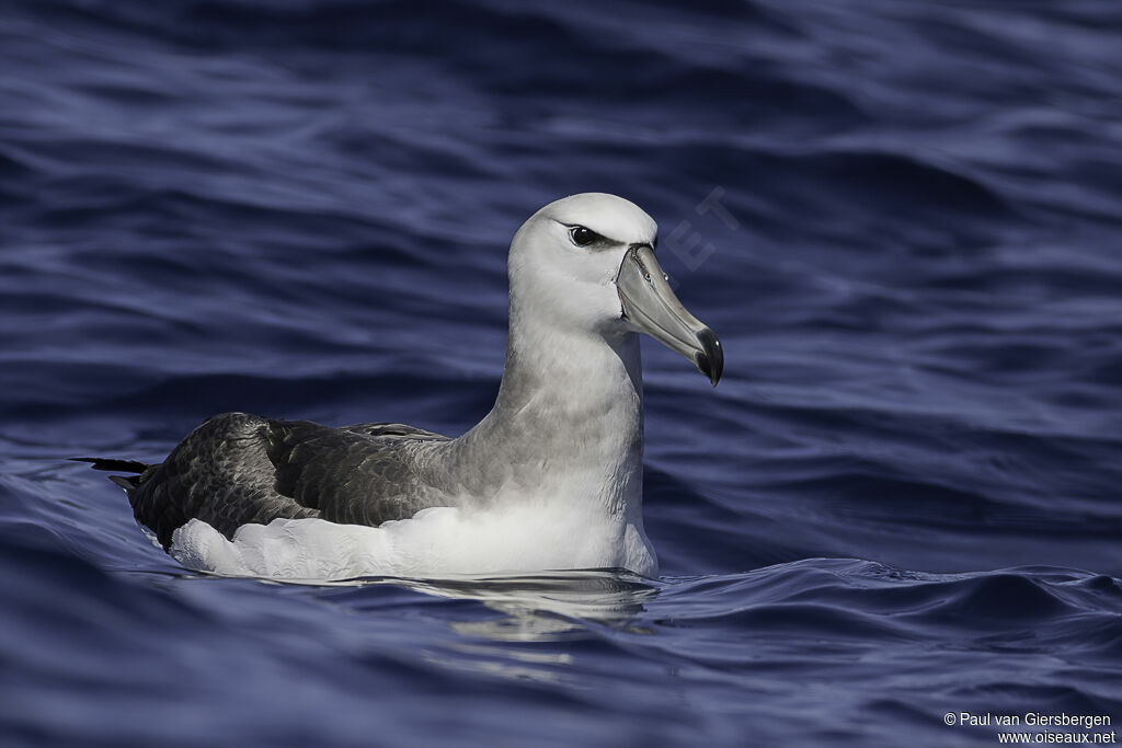 Shy Albatrossimmature