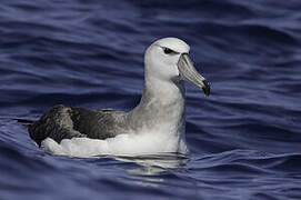 Albatros à cape blanche