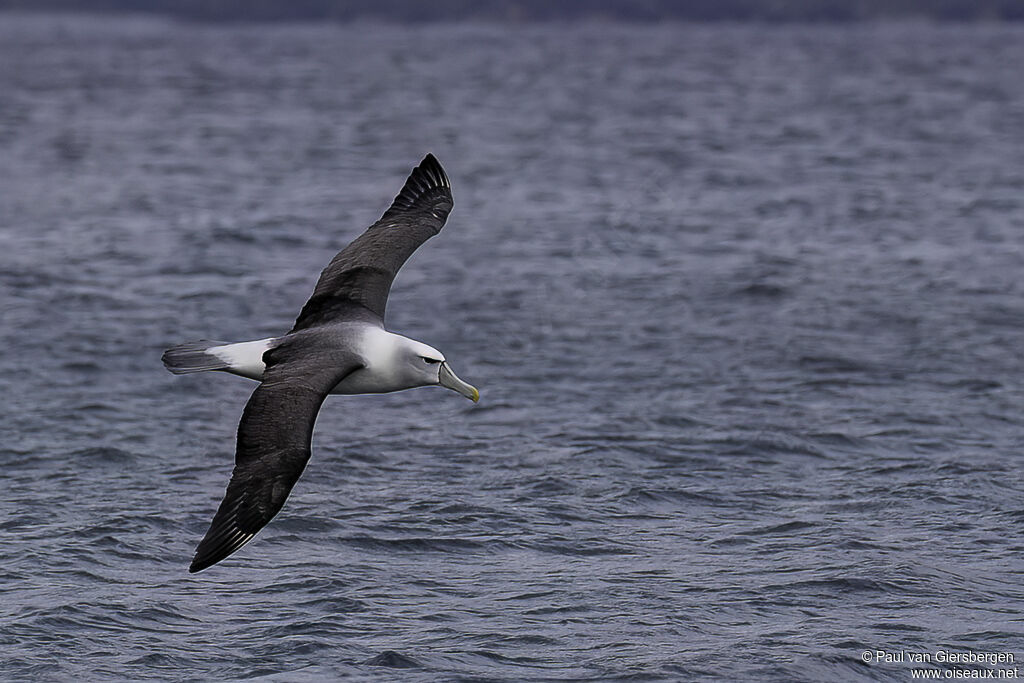 Albatros à cape blancheadulte