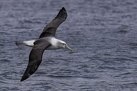 Albatros à cape blanche