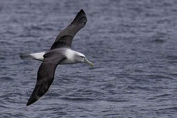 Albatros à cape blanche