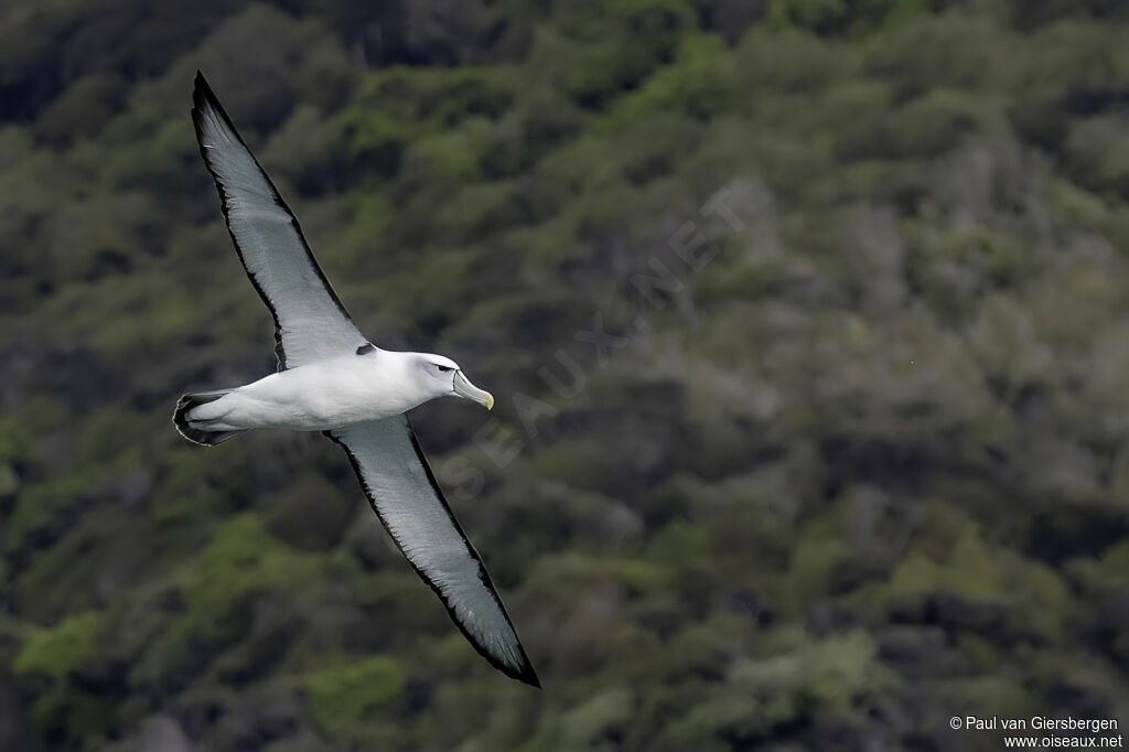 Albatros à cape blancheadulte