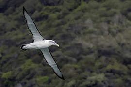 Albatros à cape blanche