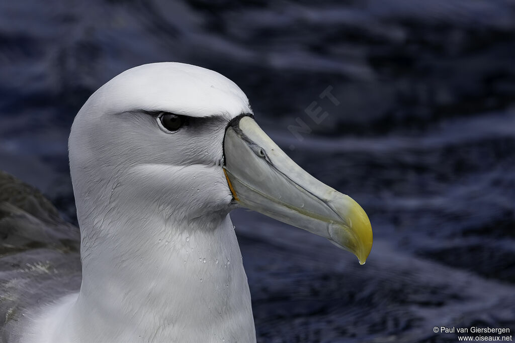 Albatros à cape blancheadulte