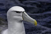 Albatros à cape blanche