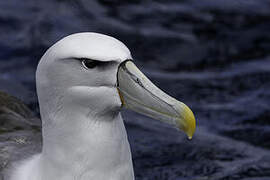 Shy Albatross