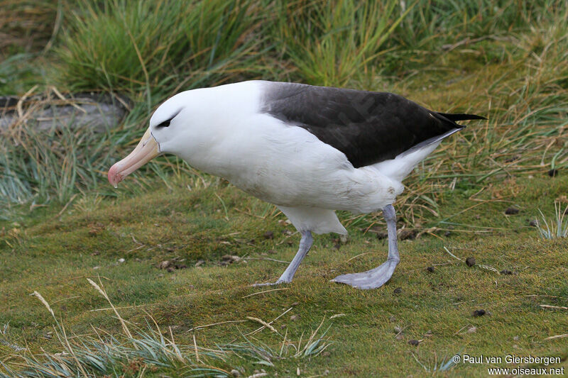 Albatros à sourcils noirs