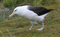 Albatros à sourcils noirs