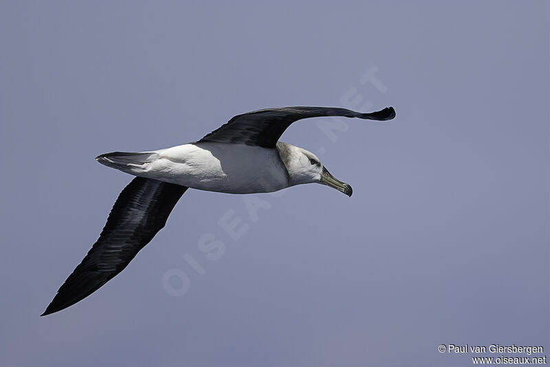Albatros à sourcils noirsimmature