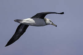 Black-browed Albatross