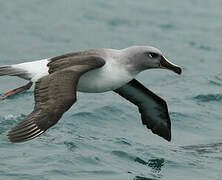 Grey-headed Albatross