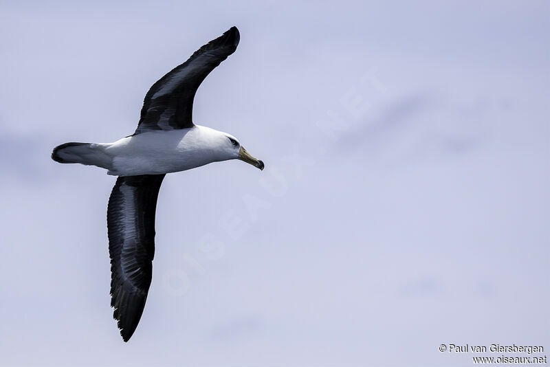 Albatros de l'île Campbelladulte