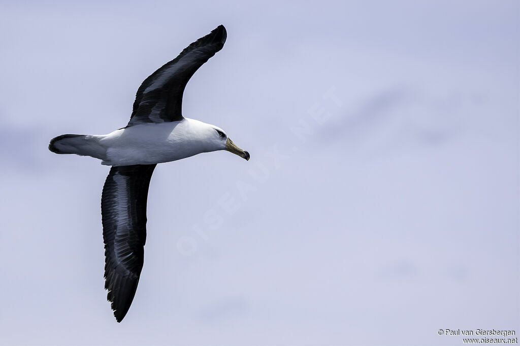 Campbell Albatrossadult