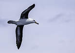 Albatros de l'île Campbell