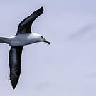 Albatros de l'île Campbell