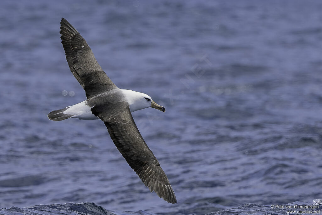 Albatros de l'île Campbelladulte