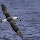 Albatros de l'île Campbell
