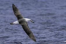 Albatros de l'île Campbell