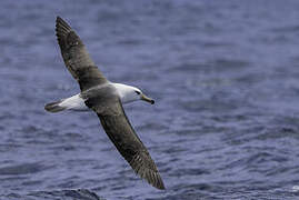 Albatros de l'île Campbell