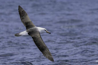 Albatros de l'île Campbell