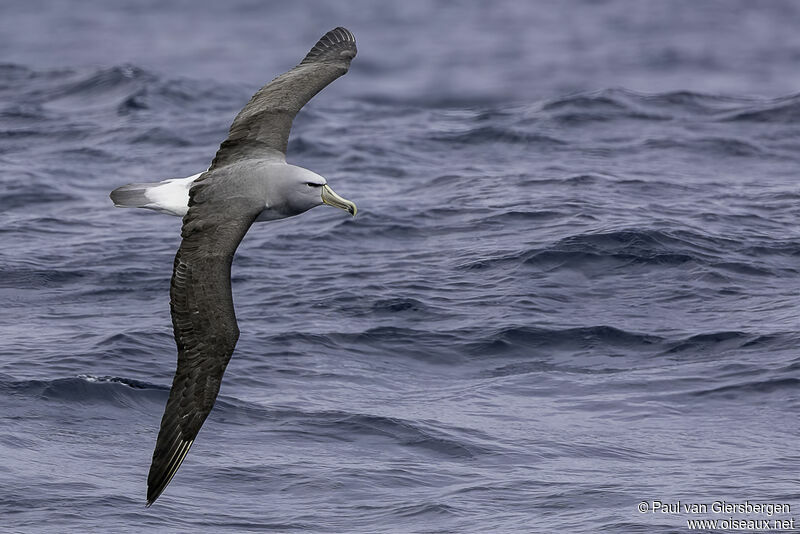 Salvin's Albatrossadult