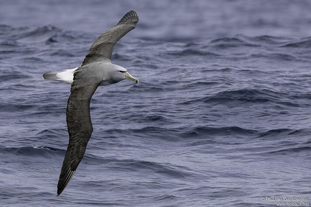 Albatros de Salvinadulte